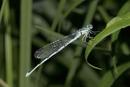 8395 Common Blue Damselfly (Enallagma cyathigerum).
